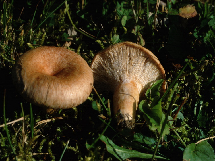 Specie interessanti dalla LAPPONIA due